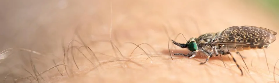 Close Encounter: Capturing an Insect's Bite on Human Skin Stock Photos