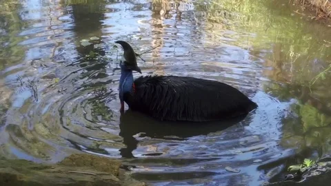 Close encounter of casuarius casuarius bird at ballarat wildlife park Stock Footage 73278384