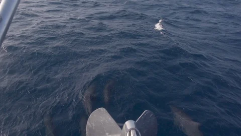Close Encounter With The Dolphins Swimming In Front Of Boat Stock Footage 125676712