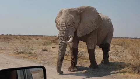 Close Encounter with Elephant Video stock 303361023