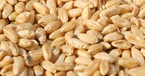 Close-Up Encounter: Grain Weevil on Cereal Grains Stock Footage 138814744