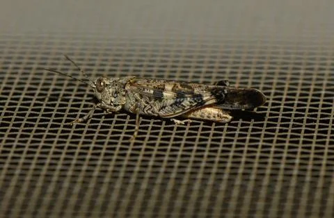 Close encounter with a grasshopper resting on a mesh screen in a sunny garden Stock Photos