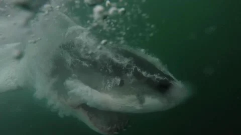 Close Encounter with a Great White, Gansbaai, Western Cape, South Africa - 03 Ap Stock Footage 205292653