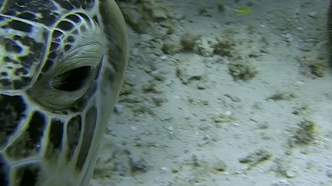 Close Encounter With a Green Sea Turtle in Sipadan, Indonesia Stock Footage 327570699