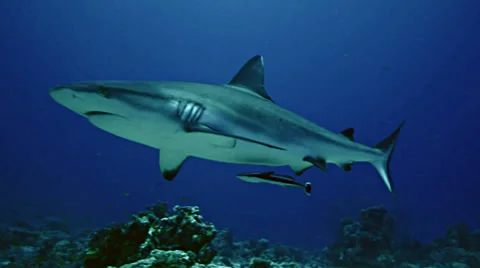Close encounter of grey reef shark in the Red Sea 스톡 동영상 38647676