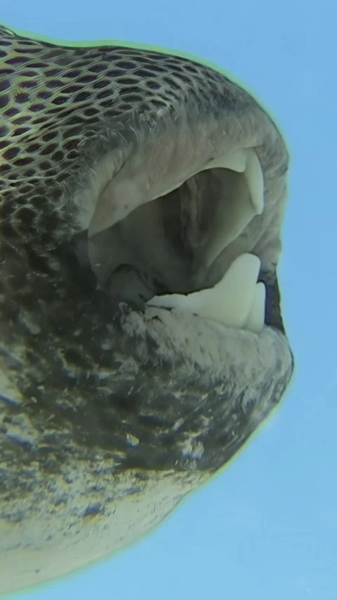 Close encounter With a Hawksbill Turtle in the Red Sea Depths Video stock 314064338