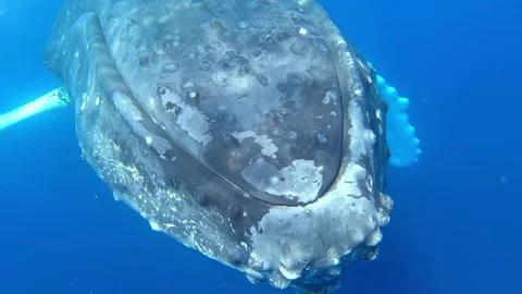 Close Encounter With a Humpback Whale Video stock 321016420