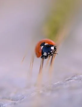 Close encounter with a ladybug exploring a dewy blade of grass during a ser.. Stock Photos