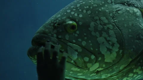 Close-up encounter with a large spotted grouper in a dim aquarium, a curious Vídeos de archivo 327530668
