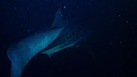 Close encounter with a large whale shark swimming through the darkness of a n Video stock 161436159