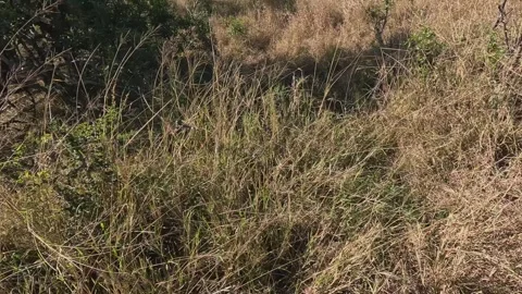 Close encounter: Leopard on savanna walks past panning photographer Stock Footage 341324274
