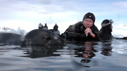 Close Encounter With a Leopard Seal in Cold Antarctic Waters 스톡 동영상 321062337