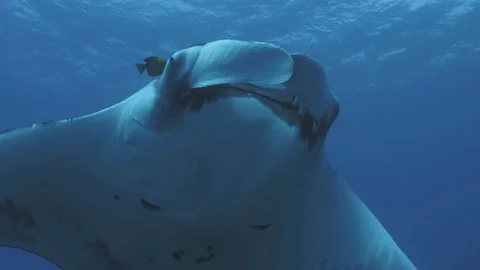 Close encounter with Manta Ray, being cleaned by Clarion Angelfish Stock Footage 167666277
