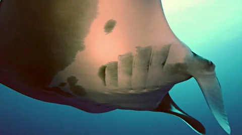 Close encounter with manta ray, red sea Stock Footage 38645672