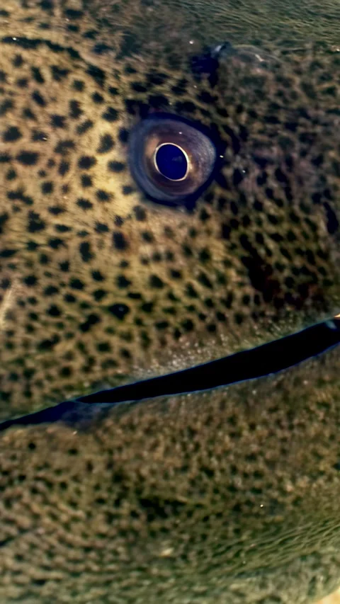 Close encounter with a moray eel Stock Footage 314133738