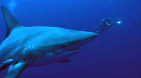 Close encounter with oceanic blacktip shark in open sea Stock Footage 22536236