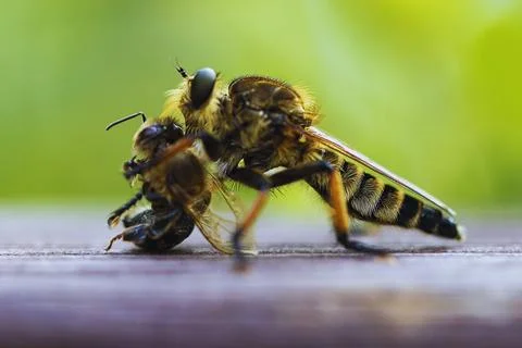 Close-Up Encounter: Predatory Insect Behavior in Nature. Stock Photos