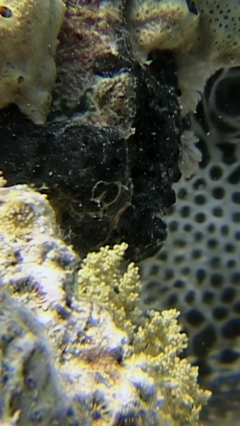 Close encounter with a pufferfish in the shallows of the red sea Stock Footage 314298923