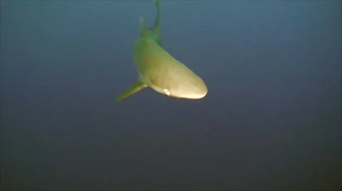 Close encounter with silky shark, lights used, red sea Stock Footage 42899450