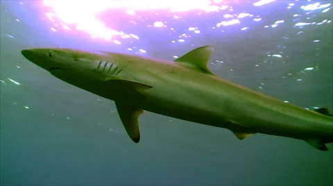 Close encounter with silky shark, under surface, red sea 動画素材 42896581