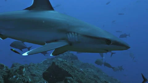 Close encounter with Silvertip Shark, Pacific Ocean Stock Footage 167659273