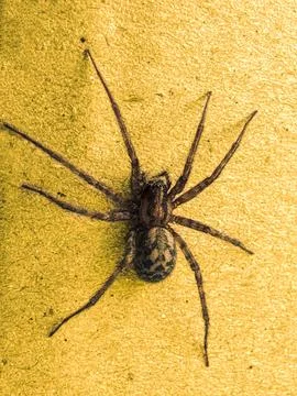 Close Encounter with the Spider on the Wall Stock Photos