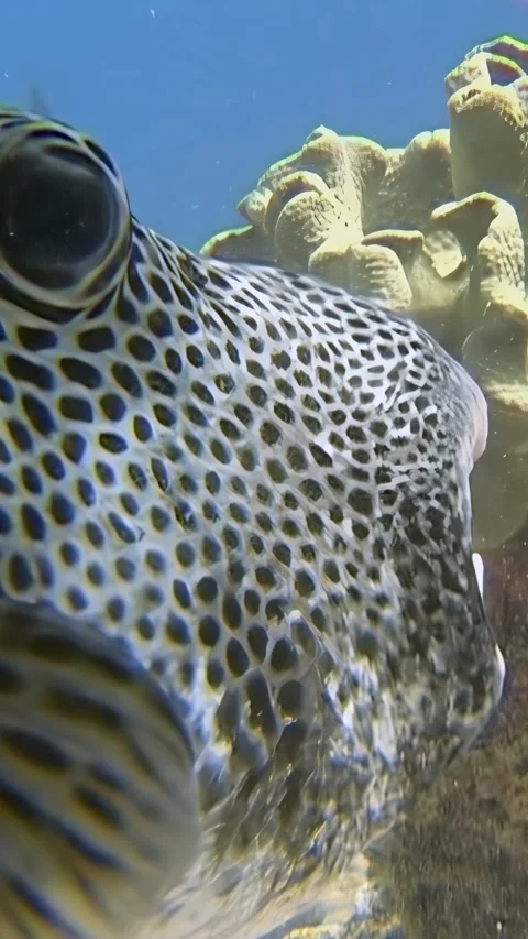Up close encounter with a starry pufferfish in the red sea 스톡 동영상 314298914