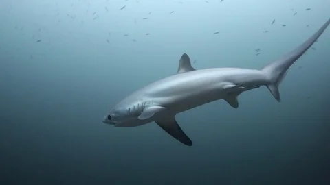 Close Encounter with Thresher Shark 動画素材 82613554