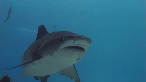 Close encounter with Tiger Shark, under water shot Video stock 234719164