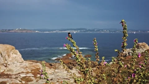 Close Encounter with a Tiny Avian Beauty: Nature's Delight Stock Footage 255656601