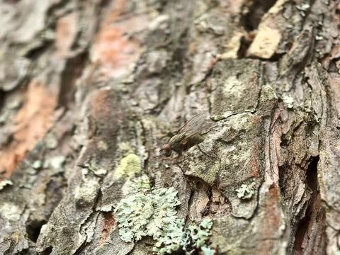 Close encounter with a tiny insect on an ancient tree bark Stock Photos