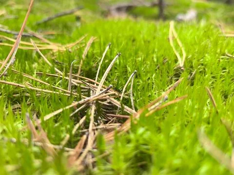 Close encounter with vibrant forest moss and fallen pine needles Stock Photos