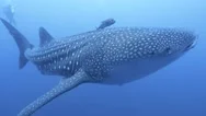 Close Encounter With Whale Shark At Socorro Stock Footage