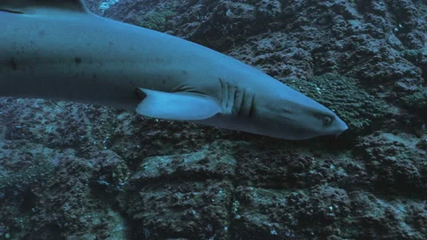 Close encounter with Whitetip reefshark Stock Footage 167667841