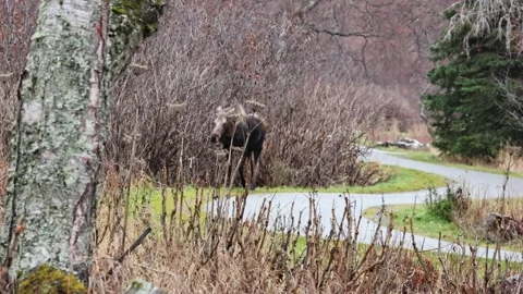 Close Encounter with a Wild Moose on a Park Trail in Anchorage, Alaska. A Stock Footage 320326989