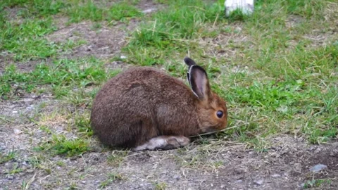 Close Encounter with a Wild Snowshoe Hare Feasting on Fresh Greens Stock Footage 277235861