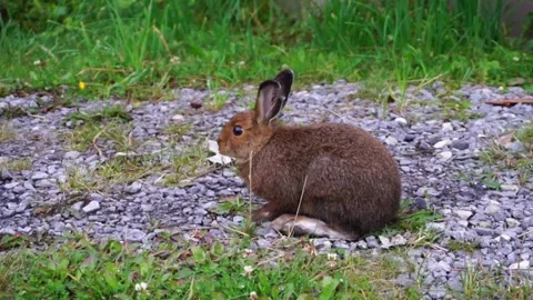 Close Encounter with a Wild Snowshoe Hare Feasting on Fresh Greens. Stock Footage 277310185