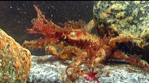 Close encounters with arctic life Video stock 314745665