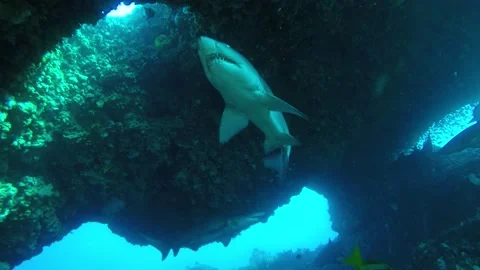 Close encounters with many Sharks in an underwater cave Stock Footage 139699552