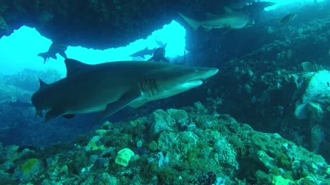 Close encounters with Sharks in an underwater cave Stock Footage 139699564