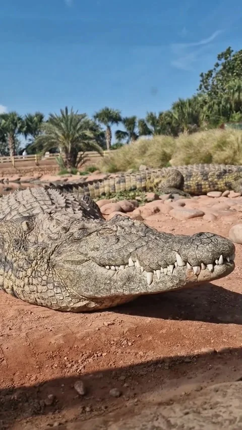 Close encounters of the third degree ... with Nile crocodiles Stock Footage 242082883