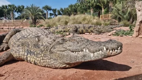 Close Encounters of the Third Kind... with Nile crocodiles Stock Footage 242082953