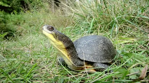 Close-up of Endangered Blanding's Turtle with Long Neck Extended. Stock Footage 11864774