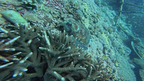 Close Up Endangered Hawksbill Sea Turtle Stock Footage 328897993