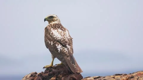 Close up of a endemic Galapagos Hawk on the Galapagos Islands, Ecuador Stock Footage 312401033