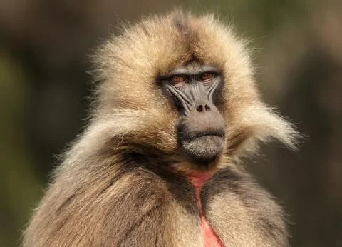 Close up of endemic Gelada monkey Stock Photos