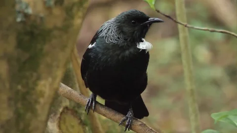Close-up of endemic Tui bird in forest in New Zealand Stock Footage 108515225