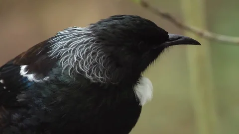 Close-up of endemic Tui bird in forest in New Zealand Stock Footage 108515387