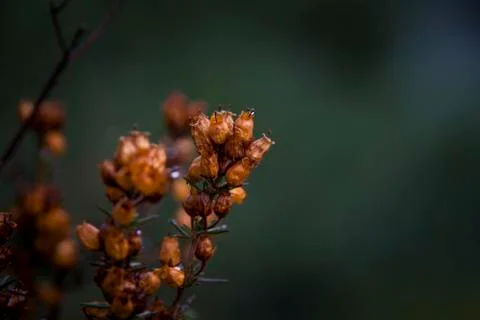 Close up on endemic vegetation Stock Photos