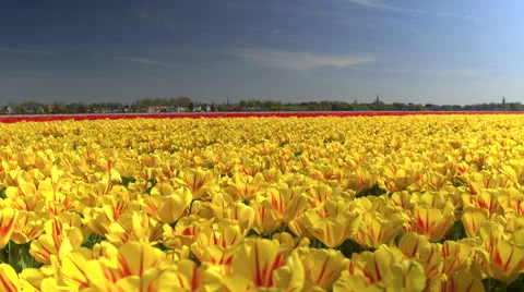 CLOSE UP: Endless field of stunning red and yellow tulips swaying in the wind Stock Footage 65228316